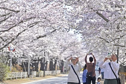 Visitantes toman fotografías de los cerezos en la localidad de Tomioka, en la prefectura de Fukushima, Japón