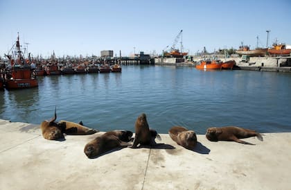 Visitar el puerto de Mar del Plata es un clásico inagotable.