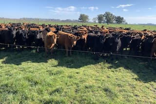 Los precios de la invernada se tomaron un respiro en los últimos días