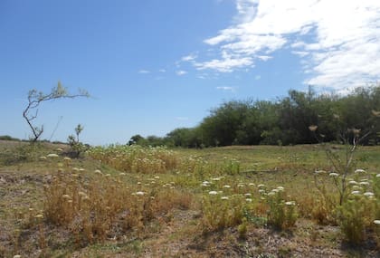 Visnaga, una de las especies utilizadas en el estudio a partir de la cual se aislaron compuestos herbicidas