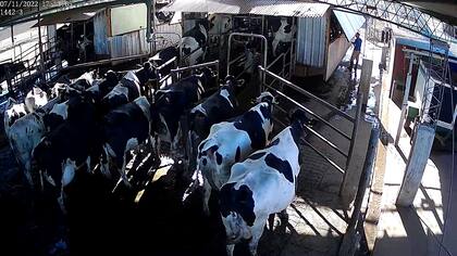 Vista a los animales.