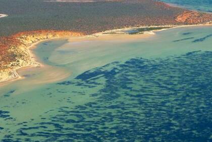 Vista aérea de la bahía Shark en el oeste de Australia.