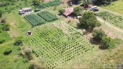 Vista aérea de la plantación de cannabis que regenteaba Gabriel "Cachiporra" Nudel, líder de la barra brava de Colón