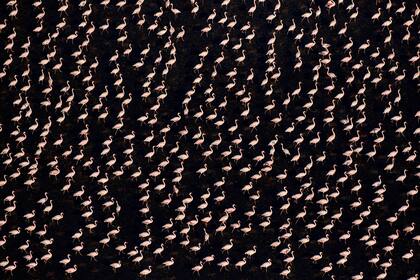 Vista aérea de los flamencos menores (Phoeniconaias minor) caminando a través de aguas poco profundas a la luz del sol de la tarde, el lago Natron, Tanzania.
Según el Informe Planeta Vivo 2020 hubo una disminución promedio global del 68% de las casi 21.000 poblaciones estudiadas de mamíferos, aves, anfibios, reptiles y peces entre 1970 y 2016.