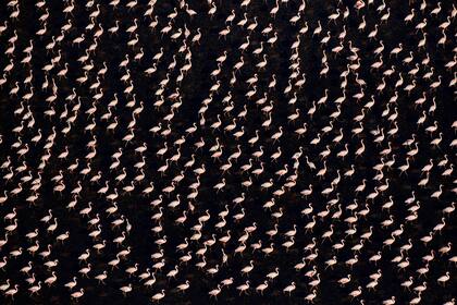 Vista aérea de los flamencos menores (Phoeniconaias minor) caminando a través de aguas poco profundas a la luz del sol de la tarde, el lago Natron, Tanzania.
Según el Informe Planeta Vivo 2020 hubo una disminución promedio global del 68% de las casi 21.000 poblaciones estudiadas de mamíferos, aves, anfibios, reptiles y peces entre 1970 y 2016.