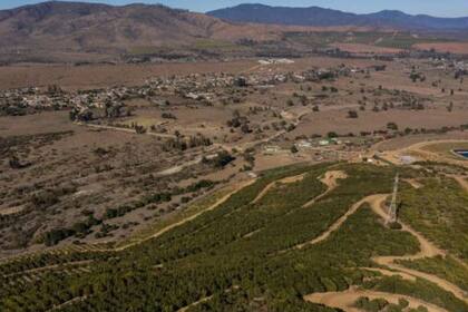 Vista aérea de una plantación de paltos en La Ligua, región de Valparaíso