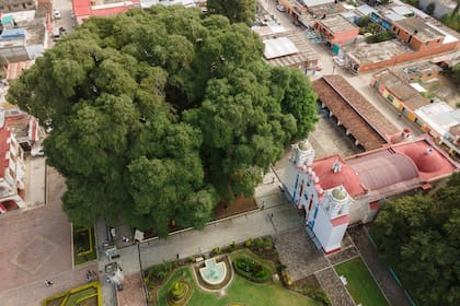Vista aérea del árbol en Santa María del Tule