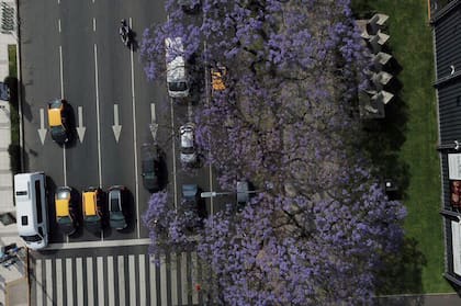 Vista de los jacarandás con el drone de LA NACION