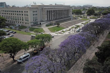 Los jacarandás llegaron con toda su explosión de color para confirmar que es primavera en la ciudad.
