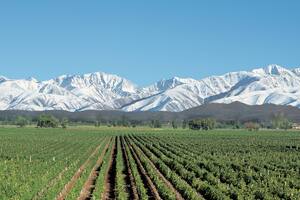 Vista de los viñedos en Agrelo, Luján de Cuyo, donde se encuentra la mejor bodega del mundo