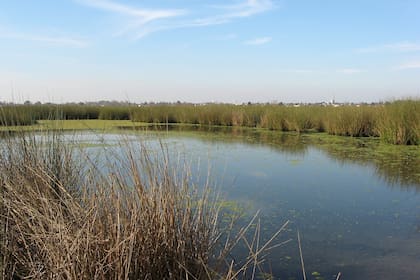 Algunos humedales actúan como reserva de agua dulce y su conservación es indispensable