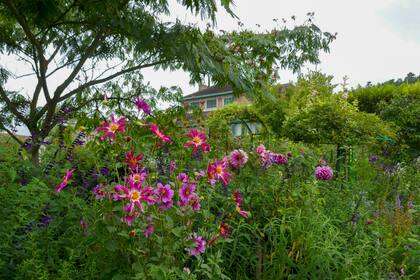 Vista del jardín hacia la casa, donde la vegetación se luce por sus texturas, alturas y colores siempre vibrantes, afines a la estética propia de un artista y un maestro de la luz.