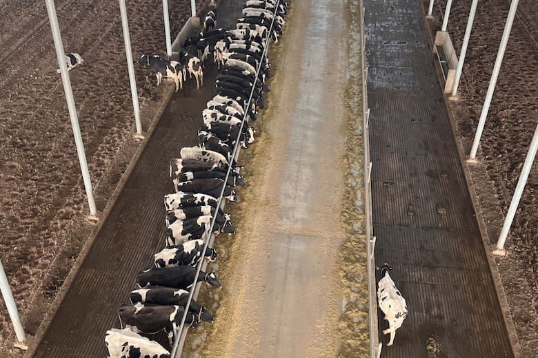 Innovación y tradición: la transformación de la lechería en la era moderna