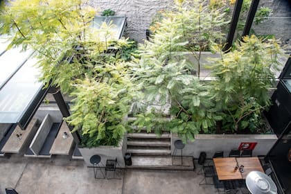 Vista desde el primer piso. Las copas de los jacarandás, al ser traslúcidas, filtran la mirada desde arriba.