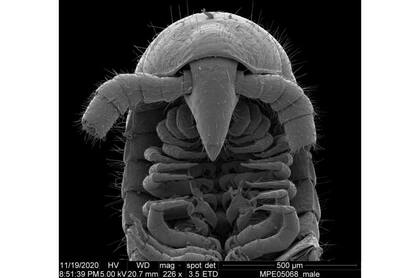 Vista dorsal de la cabeza y vista ventral de los gonópodos de un Eumillipes persephone macho