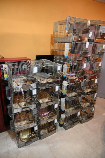 Vista general de las filas de cubículos metálicos con bebederos y comederos adheridos, en una habitación de paredes color naranja