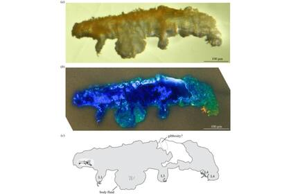 Vista lateral izquierda de Paradoryphoribius chronocaribbeus de ámbar dominicano del Mioceno