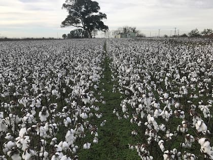 Vista panorámica de un campo algodonero