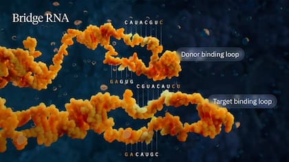 Visualización del mecanismo de la recombinasa puente destacando los bucles de unión donante y diana. / Visual Science