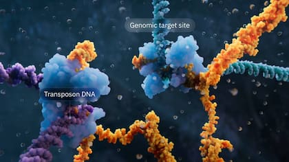 Visualización del mecanismo de la recombinasa puente que destaca el ADN del transposón y el sitio diana genómico. / Visual Science