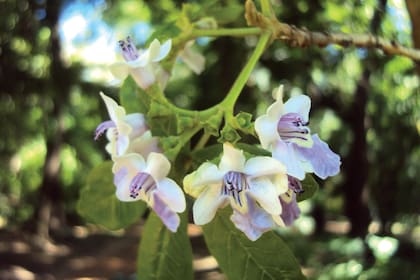 Vitex megapotamica