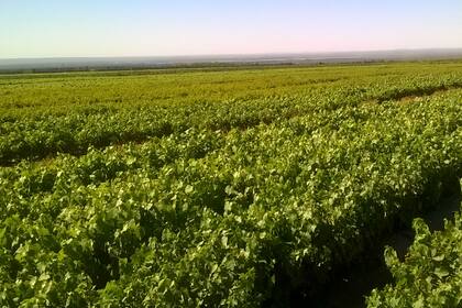 Vivero de 100 hectáreas en San Martín, Mendoza