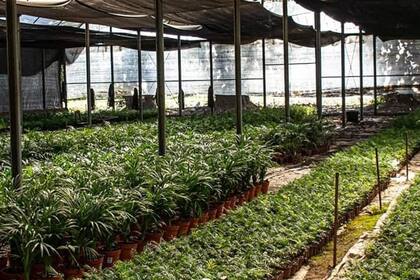 Para emplear a esas mujeres que acompañaban a sus maridos en el campo, crearon un vivero con plantas del lugar, donde ellas puedan desarrollarse