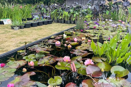 Vivero acuático Naturalia con una enorme variedad de Iris Louisiana en flor y nenúfares en estanques especialmente diseñados para la feria