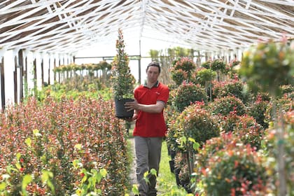 Vivero Antoniucci se especializa en árboles y arbustos de gran tamaño. Ejemplares en contenedores, que van de los 3 a 15 litros. Los de mayor tamaño se cultivan a campo, en sus 70 ha en Valle Hermoso.