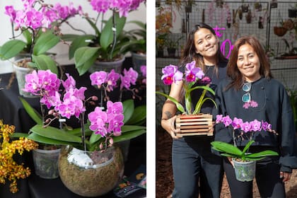 Vivero Ogata ofrece su catálogo de orquídeas para coleccionistas y no tanto. Desde el stand, madre e hija afirman: "Hay que saber observar para detectar lo que la planta necesita".
