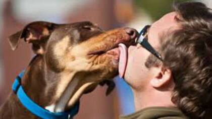 Vivir con animales, sobre todo perros y gatos, es otro modo de entrenar a nuestro sistema inmune