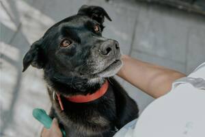 Vivir con una mascota tiene un efecto positivo para el bienestar mental