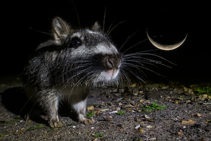 Vizcacha: "Una criatura de la tierra contemplando el cielo, el silencio de la noche cosido entre pelaje y luz de luna. A veces la naturaleza canta más fuerte que cualquier canción..." dice Santiago.