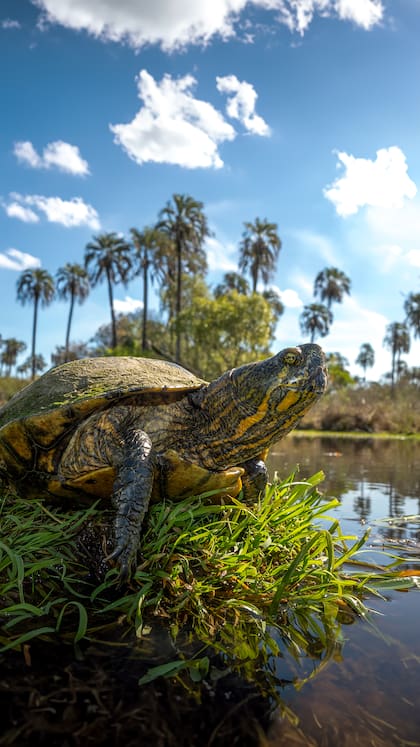 Vizcachas, zorros, mulitas, ciervos y carpinchos, y otros animales más difíciles de ver como avestruces, lobitos de río, tortugas o gatos monteses se detectan en la zona.
