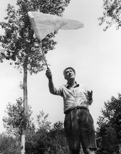 Vladimir Nabokov caza mariposas en Montreux, Suiza, en 1970