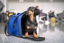 Abren una aerolínea de vuelos de lujo para perros: los servicios que brinda, cuánto cuesta y cuáles son las rutas