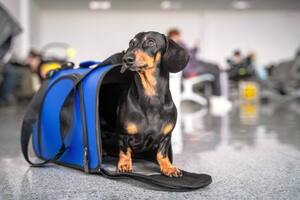 Abren una aerolínea de vuelos VIP para perros: los servicios, cuánto cuesta y cuáles son las rutas
