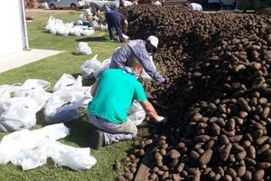 "Rescate histórico" de casi 10 millones de kilos de papas que no tenían destino