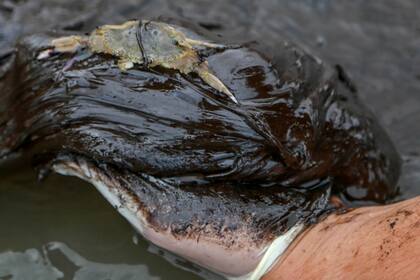 Las cortes federales en los estados de Pernambuco y Alagoas señalaron que el gobierno tenía 24 horas para instalar barreras protectoras alrededor de zonas naturales y ecosistemas frágiles, como manglares, ríos y sitios de anidación de tortugas marinas