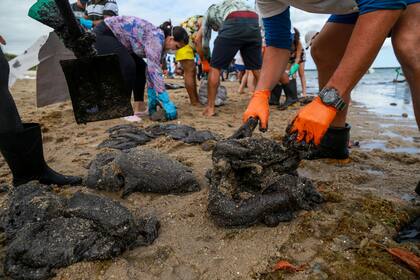Voluntarios, personal capacitado, vecinos, todos se acercan a las playas para limpiar la gran mancha de petróleo que afecta las costas, la fauna marina y las plantas