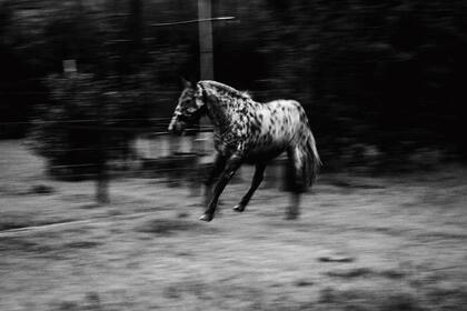 Volví a encontrarme y emocionarme con cada hallazgo en la naturaleza, como cuando era un pequeño niño (Franco).
