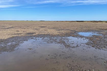 Volvió el agua. Un lote con rastrojo con soja luego de las lluvias en la zona de Monte Buey, Córdoba