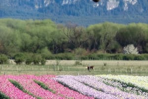 La iniciativa aérea que permite descubrir tulipanes, montañas, lagos y glaciares