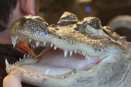 Wally es un caimán de apoyo emocional que da besos y abrazos