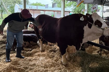 Walter Arturo Alegre con un reproductor Braford en la muestra