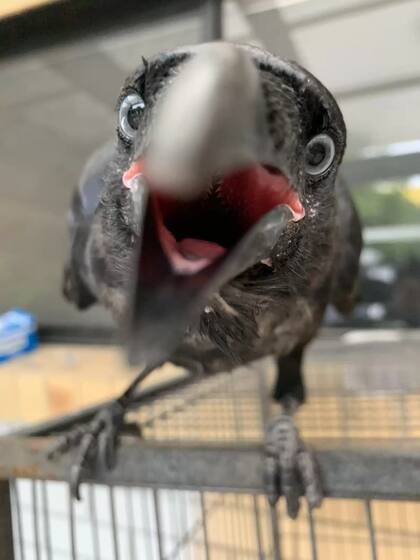 Walter sabe cómo llamar la atención