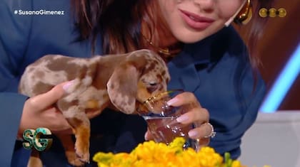 Wanda Nara llevó a su nuevo perro al living de Susana Giménez y causó furor