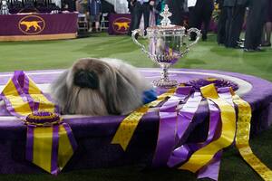 Wasabi: el perro pequinés que conquistó a todos en un prestigioso torneo canino