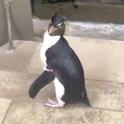 Wellington, uno de los pingüinos "turistas". Fuente: Twitter.