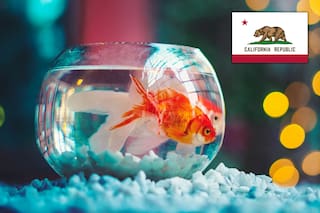 De peces a arañas: la ley de West Hollywood que prohíbe la venta de casi todos los animales en las tiendas